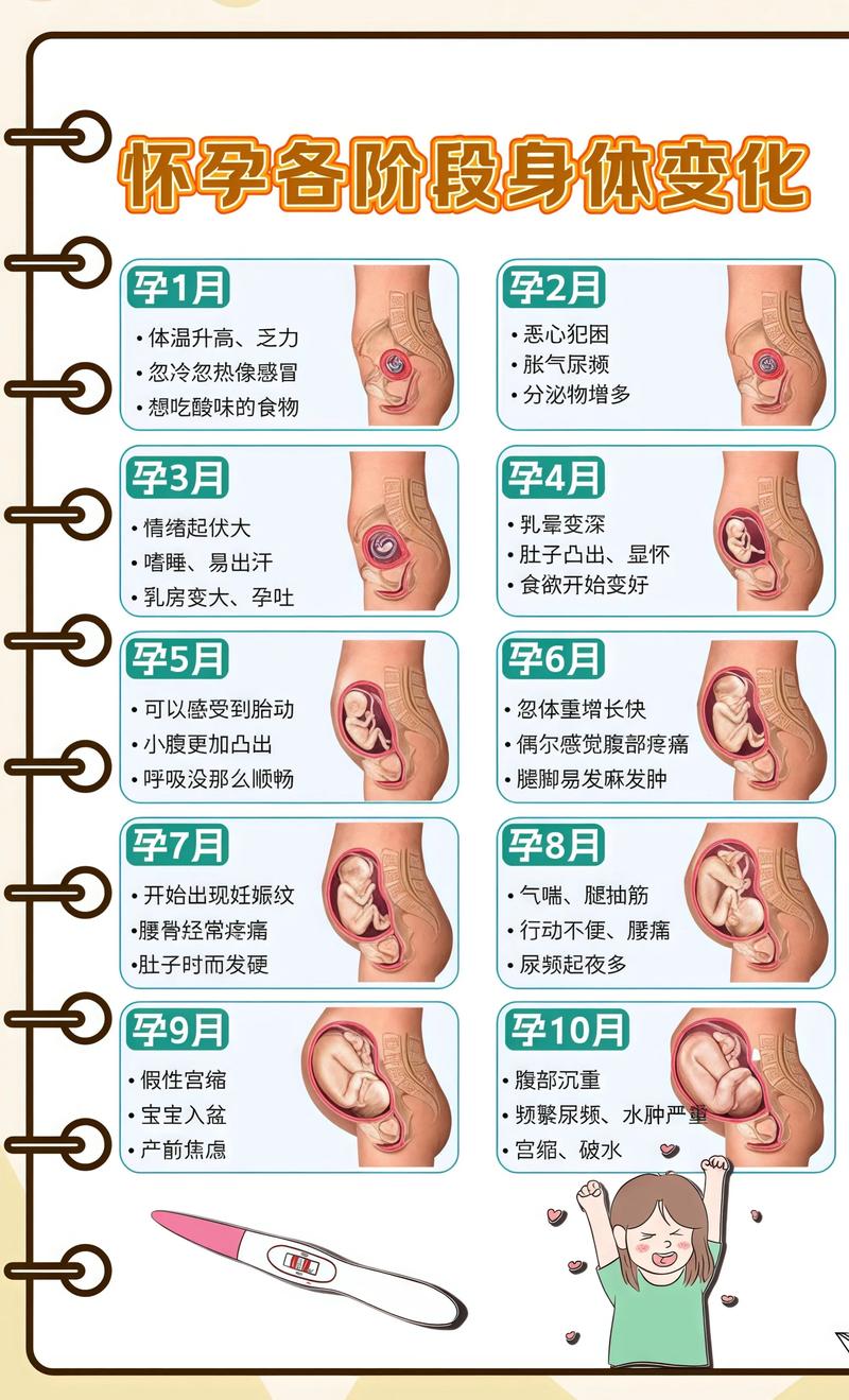 揭秘供卵代孕妈妈怀孕小腹分两节，孕期变化的奥秘嘉定代生机构: